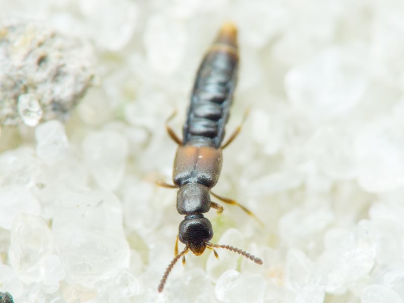 Phloeopora